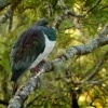 Holub maorsky - Hemiphaga novaeseelandiae - New Zealand pigeon - kereru 1855u